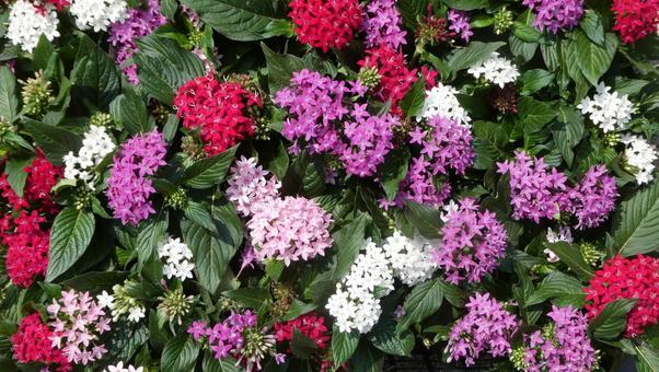 色とりどりのペンタスの花 色とりどりのペンタスの花 花,ペンタス,ピンク花の写真素材