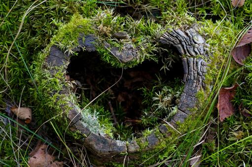 ハートの形の切り株 ハートの形の切り株 ハートの形の切り株,切り株,苔の写真素材