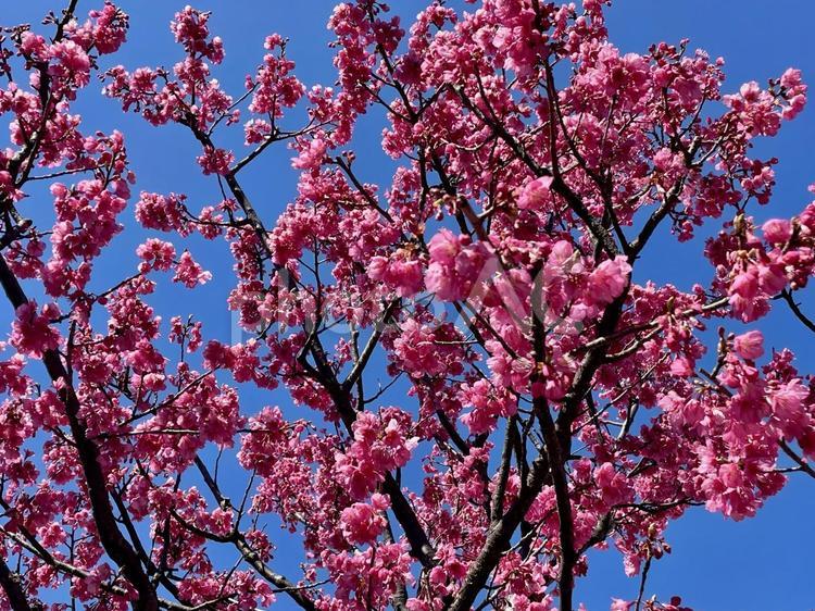 サツマヒザクラ(薩摩緋桜) ヒカンザクラ,緋寒桜,ガンジツサクラの写真素材