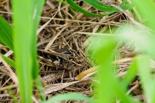 Imitation grasshopper⑴, JPG