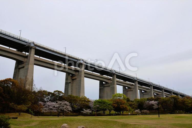 ４月中旬の瀬戸大橋記念公園の桜と瀬戸大橋 桜,ピンク,瀬戸大橋の写真素材