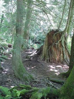 スノークォルミー滝の森 スノークォルミー滝,滝,アメリカの写真素材