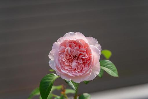 一輪のピンクのバラシェーンハイト 一輪のピンクのバラシェーンハイト 薔薇,ピンク,一輪の写真素材