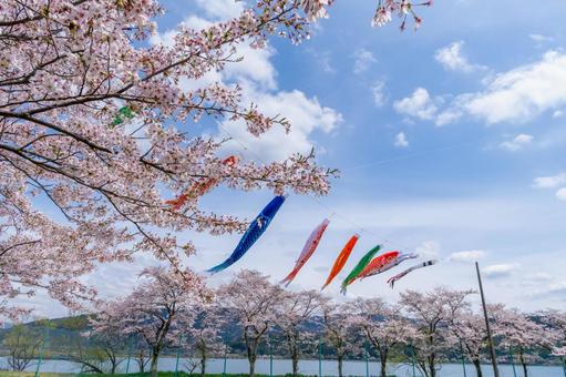 青空を泳ぐ鯉のぼり 青空を泳ぐ鯉のぼり 鯉のぼり,清々しい,平和の写真素材