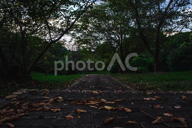 ＜五島市鬼岳樹木公園＞遊歩道の風景 風景,自然,植物の写真素材