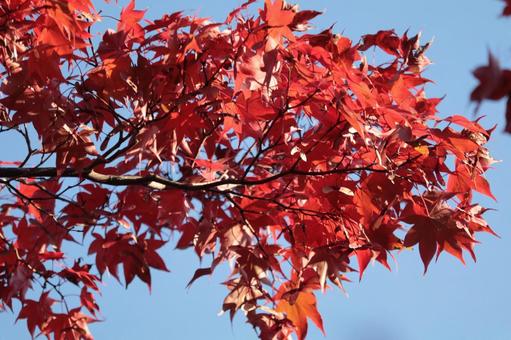 青空を赤く染める葉 秋,紅葉,赤の写真素材