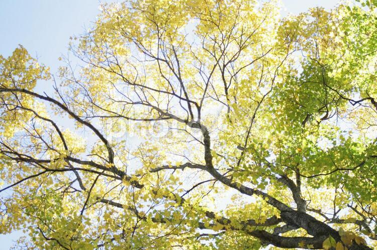 イタヤカエデの黄葉 イタヤカエデ,もみじ,紅葉の写真素材