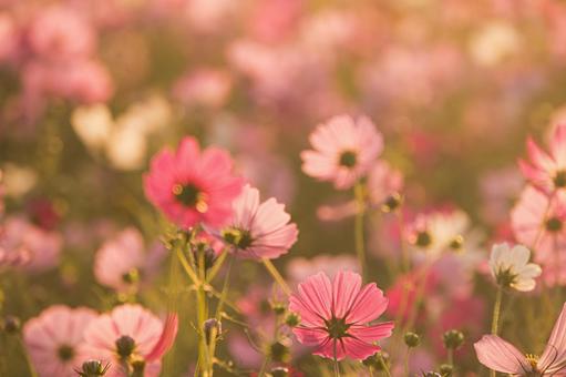 オレンジ色の朝日を浴びたコスモス畑 オレンジ色の朝日を浴びたコスモス畑 秋桜,日の出,朝日の写真素材