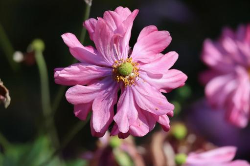 ピンクの花びらの貴船菊の花のアップ ピンク,花びら,貴船菊の写真素材