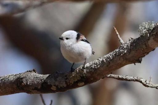 雪の妖精シマエナガの写真