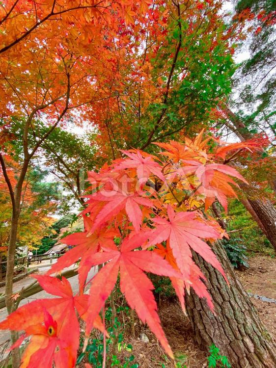 紅葉もみじクローズアップ 秋,葉,木の写真素材