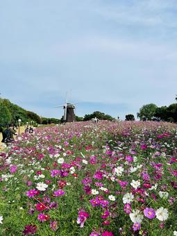 秋桜と風車 緑地公園,季節,花壇の写真素材