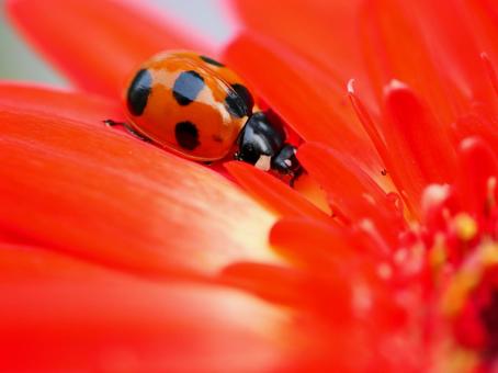 まったりしてるテントウムシの写真