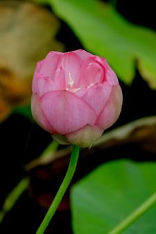 lotus, JPG