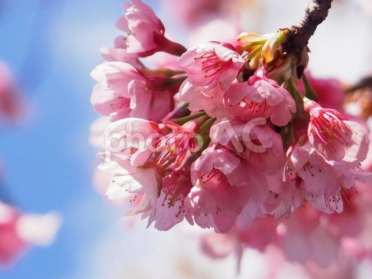 上野公園の桜 桜,花,植物の写真素材