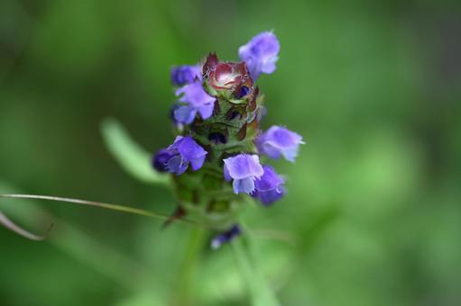 榛名ユウスゲの道で撮ったウツボグサの花 榛名ユウスゲの道で撮ったウツボグサの花の写真