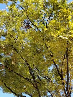 秋の公園できれいな樹木 秋の公園できれいな樹木の写真