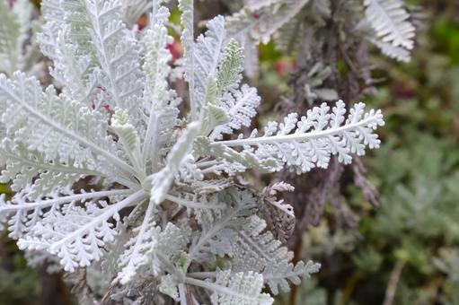 冬の寄せ植えに活躍するシルバーレース  冬の寄せ植えに活躍するシルバーレース  シルバーレース,ガーデニング,カラーリーフの写真素材