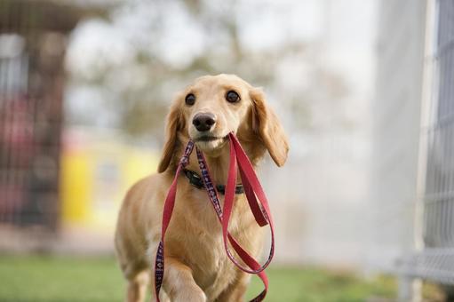 ミニチュアダックスのポートレート 犬,ミニチュアダックス,ダックスフントの写真素材