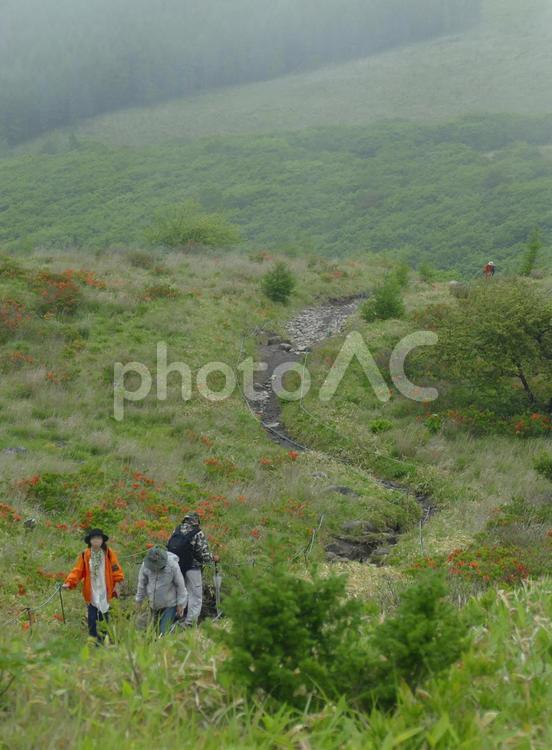 霧の車山の撮影旅行　05 きれい,さわやか信州,つつじの写真素材