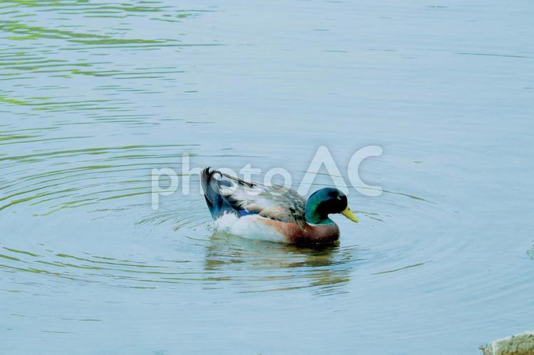 マガモと水面 鴨鴨,カモ,野鳥の写真素材