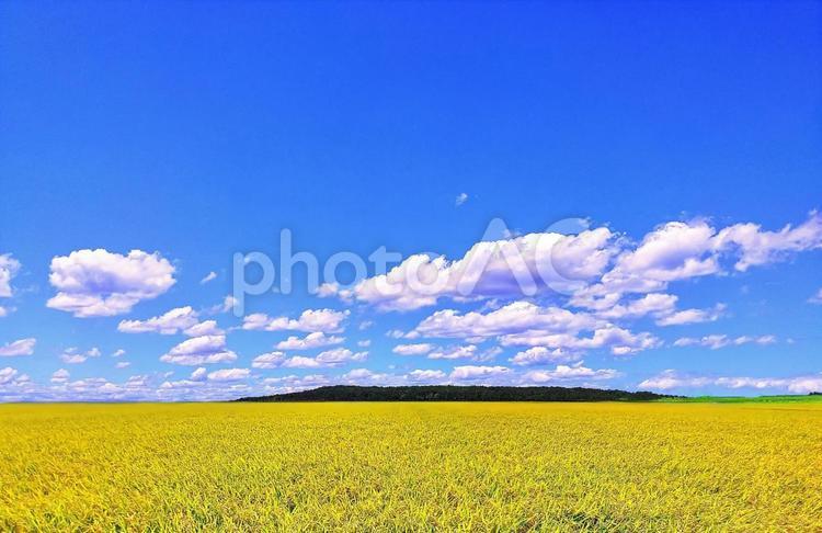 イメージ素材/初秋の田園風景 田園風景,初秋,稲穂の写真素材