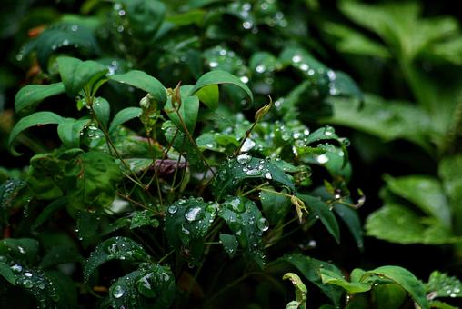 庭木と雨滴 雨滴,水,しずくの写真素材