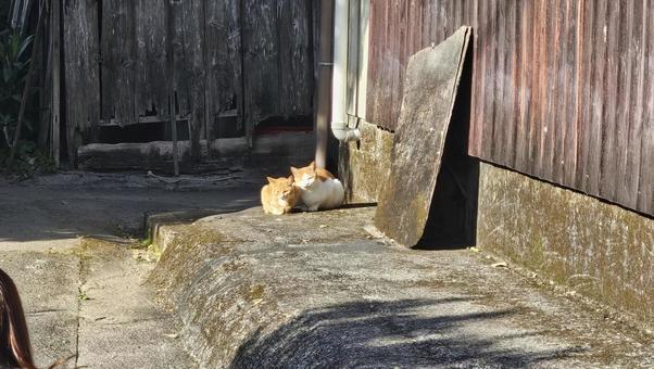 猫 猫,縁側,明るいの写真素材
