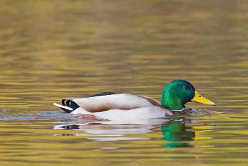 秋の川を泳ぐマガモ雄 マガモ,真鴨,カモの写真素材