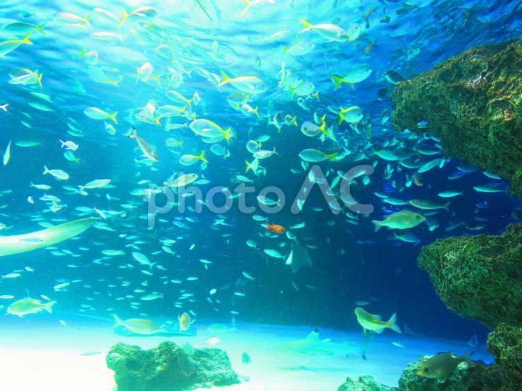 海のさかなの楽園４ 魚介類,サカナ,生き物の写真素材