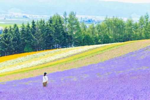 ラベンダー畑 ラベンダー畑 ラベンダー畑,ラベンダー,花の写真素材