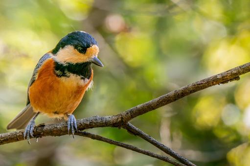 枝にとまるヤマガラ ヤマガラ,野鳥,鳥の写真素材