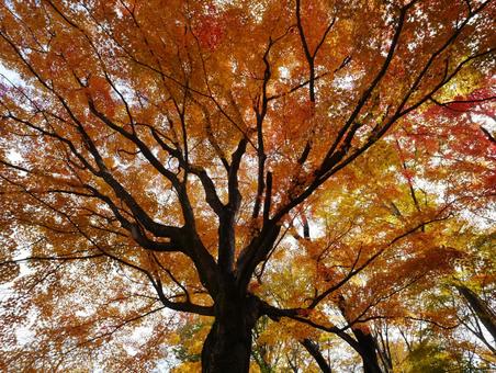 背景に合う紅葉 モミジ,紅葉,秋の写真素材