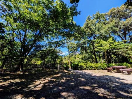 青空広がる緑豊かな公園の小道 公園,緑,木陰の写真素材