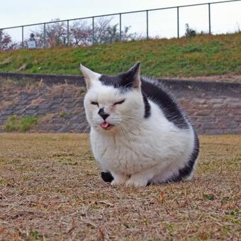 舌を出す河原の白黒猫 ネコ,ノラ猫,白黒猫の写真素材