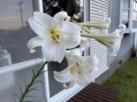 百合の花 百合の花 ゆり,花,綺麗の写真素材