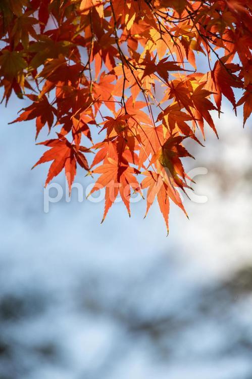 秋の気配・色づくモミジ 紅葉,秋,モミジの写真素材