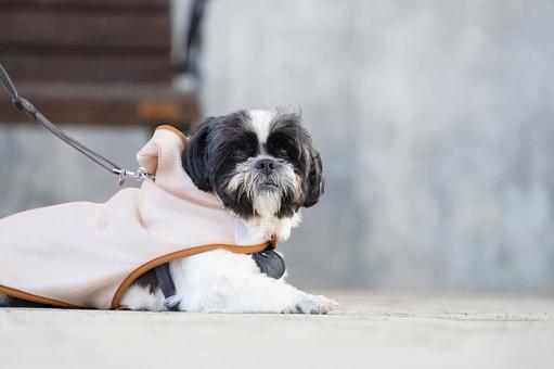 夏の散歩で休憩中（ミックス犬） 犬,ミックス犬,小型犬の写真素材