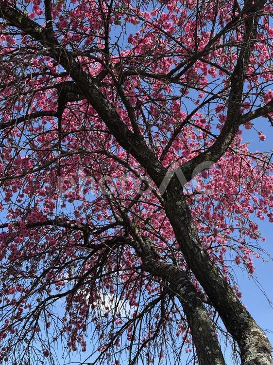 花桃（北熊井城跡） 花桃,ハナモモ,風景の写真素材