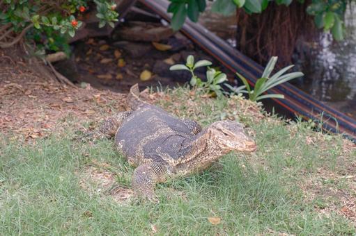タイのオオトカゲ タイのトカゲ,オオトカゲ,爬虫類の写真素材