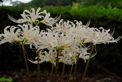 白い彼岸花の写真