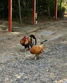 にわとりじゃないよ東天紅だよ とうてんこう,東天紅,にわとりの写真素材