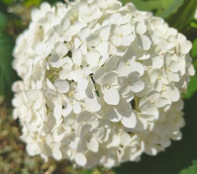 白い紫陽花 白い紫陽花の写真