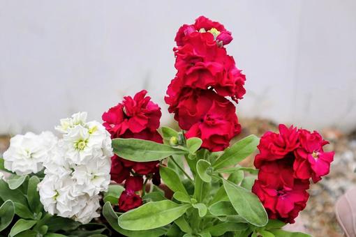 マッティオラ ストック,花,flowerの写真素材