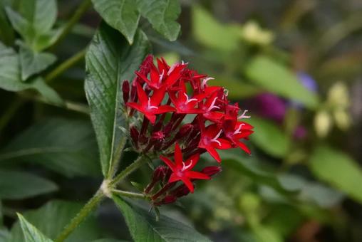 ペンタスの花 ペンタスの花の写真