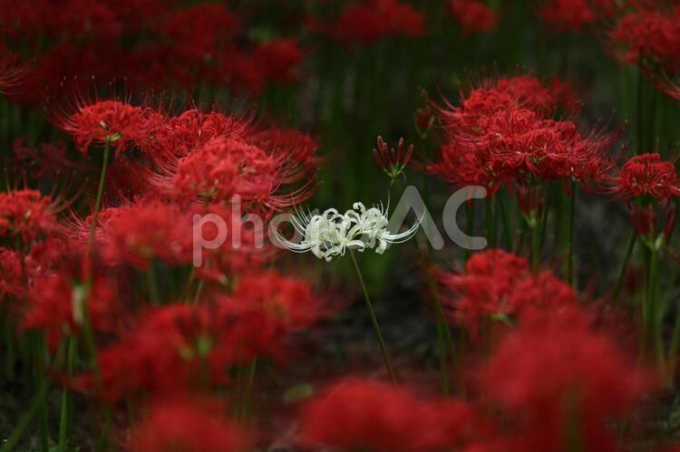 曼珠沙華 Part2 自然,風景,植物の写真素材