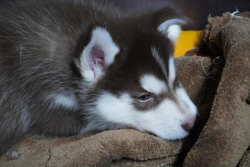 眠いアラスカンマラミュートの赤ちゃん 犬,ワンコ,子犬の写真素材