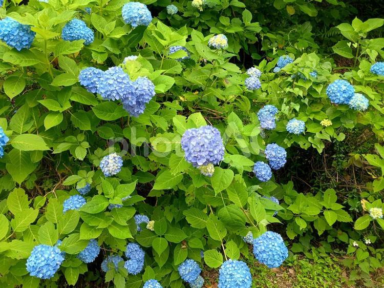 アジサイ あじさい,アジサイ,紫陽花の写真素材
