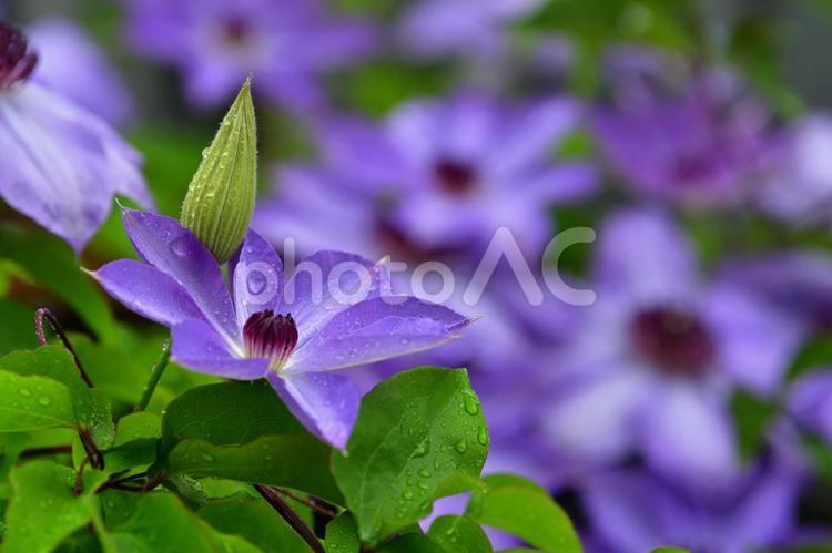 雨に濡れるテッセンの花と蕾 テッセン,花,蕾の写真素材