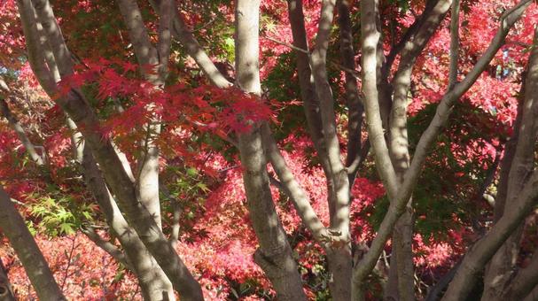 紅葉　木漏れ日 紅葉,紅葉狩り,木漏れ日の写真素材